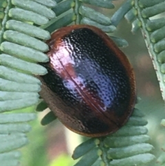 Dicranosterna immaculata (Acacia leaf beetle) at Manton, NSW - 27 Mar 2021 by Ned_Johnston