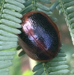 Dicranosterna immaculata (Acacia leaf beetle) at Manton, NSW - 27 Mar 2021 by NedJohnston