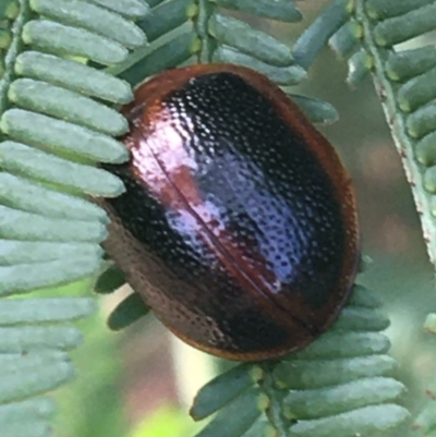 Dicranosterna immaculata (Acacia leaf beetle) at Mundoonen Nature Reserve - 26 Mar 2021 by Ned_Johnston