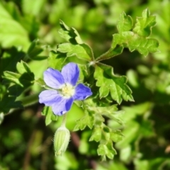 Erodium crinitum (Native Crowfoot) at Tharwa Bridge - 26 Mar 2021 by RodDeb