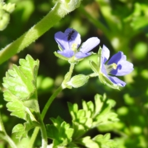 Erodium crinitum at Tharwa, ACT - 26 Mar 2021 01:20 PM