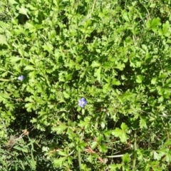 Erodium crinitum at Tharwa, ACT - 26 Mar 2021