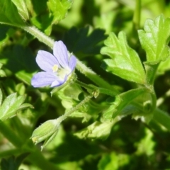 Erodium crinitum at Tharwa, ACT - 26 Mar 2021