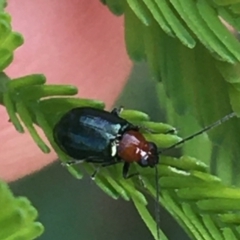 Adoxia benallae (Leaf beetle) at Mundoonen Nature Reserve - 26 Mar 2021 by Ned_Johnston