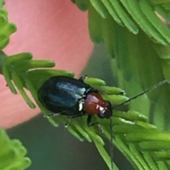 Adoxia benallae (Leaf beetle) at Manton, NSW - 26 Mar 2021 by Ned_Johnston