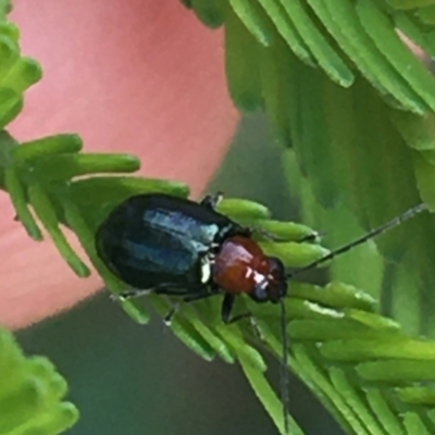 Adoxia benallae (Leaf beetle) at Manton, NSW - 27 Mar 2021 by NedJohnston