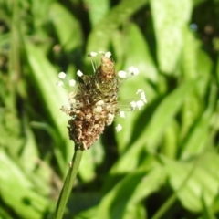 Plantago lanceolata (Ribwort Plantain, Lamb's Tongues) at Tharwa Bridge - 26 Mar 2021 by RodDeb