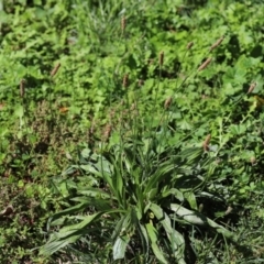 Plantago lanceolata at Tharwa, ACT - 26 Mar 2021 01:34 PM