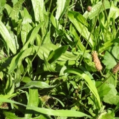 Plantago lanceolata at Tharwa, ACT - 26 Mar 2021