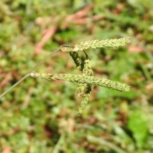 Paspalum dilatatum at Tharwa, ACT - 26 Mar 2021 01:32 PM