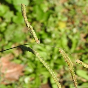 Paspalum dilatatum at Tharwa, ACT - 26 Mar 2021 01:32 PM