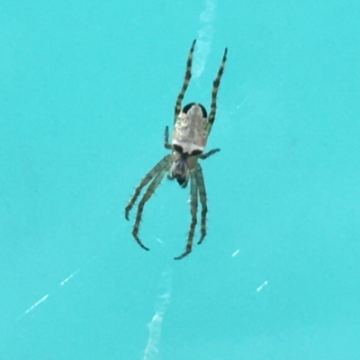 Araneus dimidiatus (Half Orb-weaver) at Mundoonen Nature Reserve - 26 Mar 2021 by Ned_Johnston