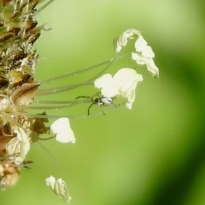 Araneidae (family) at Tharwa, ACT - 26 Mar 2021 01:34 PM