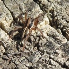 Unidentified Wolf spider (Lycosidae) (TBC) at Tharwa, ACT - 26 Mar 2021 by RodDeb