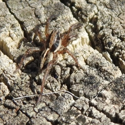 Artoriopsis sp. (genus) at Tharwa, ACT - 26 Mar 2021 by RodDeb