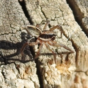 Artoriopsis sp. (genus) at Tharwa, ACT - 26 Mar 2021