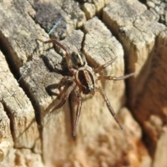 Artoriopsis sp. (genus) at Tharwa, ACT - 26 Mar 2021 01:52 PM