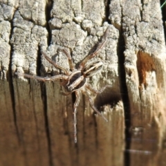 Artoriopsis sp. (genus) at Tharwa, ACT - 26 Mar 2021 01:52 PM