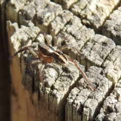 Artoriopsis sp. (genus) at Tharwa, ACT - 26 Mar 2021 01:52 PM