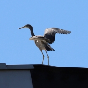 Egretta novaehollandiae at Tharwa, ACT - 26 Mar 2021