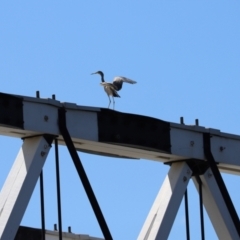 Egretta novaehollandiae at Tharwa, ACT - 26 Mar 2021 01:05 PM