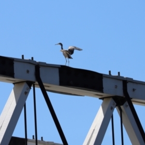 Egretta novaehollandiae at Tharwa, ACT - 26 Mar 2021