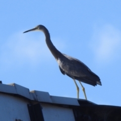 Egretta novaehollandiae at Tharwa, ACT - 26 Mar 2021 01:05 PM