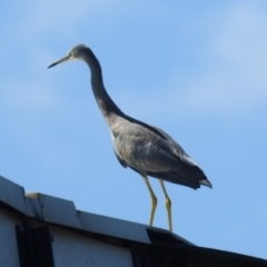 Egretta novaehollandiae at Tharwa, ACT - 26 Mar 2021