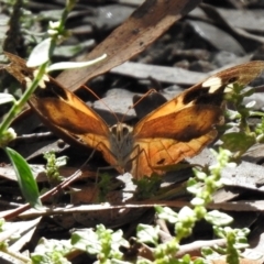 Heteronympha merope (Common Brown Butterfly) at Gigerline Nature Reserve - 26 Mar 2021 by RodDeb