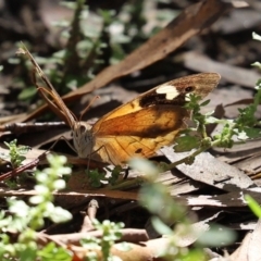 Heteronympha merope at Tennent, ACT - 26 Mar 2021
