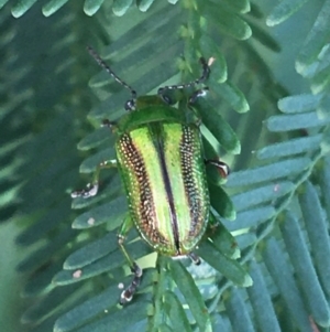 Calomela vittata at Manton, NSW - 27 Mar 2021