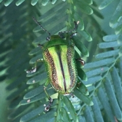 Calomela vittata (Acacia leaf beetle) at Manton, NSW - 26 Mar 2021 by Ned_Johnston