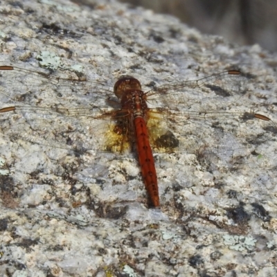 Diplacodes bipunctata (Wandering Percher) at Tennent, ACT - 26 Mar 2021 by RodDeb