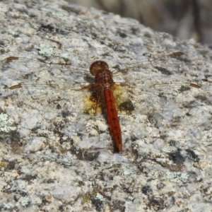 Diplacodes bipunctata at Tennent, ACT - 26 Mar 2021 02:19 PM