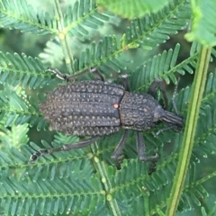Leptopius sp. (genus) (A weevil) at Mundoonen Nature Reserve - 26 Mar 2021 by Ned_Johnston