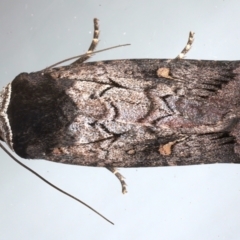 Proteuxoa bistrigula (An Owlet Moth) at Ainslie, ACT - 26 Mar 2021 by jbromilow50