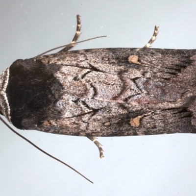 Proteuxoa bistrigula (An Owlet Moth) at Ainslie, ACT - 26 Mar 2021 by jb2602