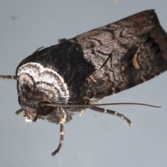 Proteuxoa bistrigula at Ainslie, ACT - 26 Mar 2021