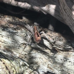 Argoctenus vittatus (Wandering Ghost Spider) at Lade Vale, NSW - 27 Mar 2021 by NedJohnston