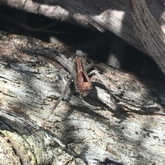 Argoctenus vittatus (Wandering Ghost Spider) at Mundoonen Nature Reserve - 26 Mar 2021 by Ned_Johnston