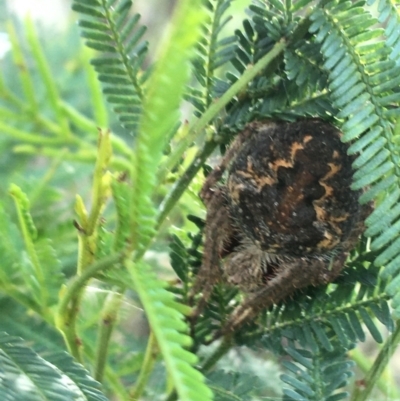 Araneinae (subfamily) (Orb weaver) at Lade Vale, NSW - 26 Mar 2021 by Ned_Johnston