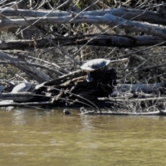 Chelodina longicollis (Eastern Long-necked Turtle) at Tennent, ACT - 26 Mar 2021 by RodDeb