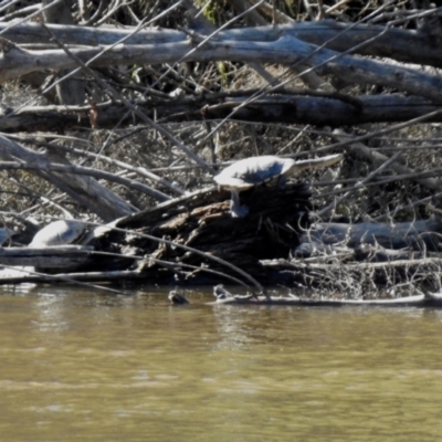 Chelodina longicollis (Eastern Long-necked Turtle) at Gigerline Nature Reserve - 26 Mar 2021 by RodDeb