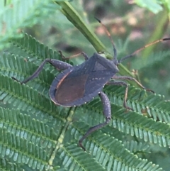 Amorbus sp. (genus) (Eucalyptus Tip bug) at Lade Vale, NSW - 26 Mar 2021 by Ned_Johnston