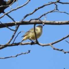 Acanthiza reguloides (Buff-rumped Thornbill) at Gigerline Nature Reserve - 26 Mar 2021 by RodDeb