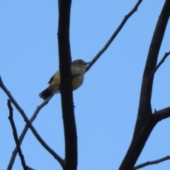 Acanthiza reguloides at Tennent, ACT - 26 Mar 2021