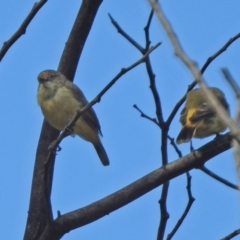 Acanthiza reguloides at Tennent, ACT - 26 Mar 2021