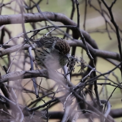 Pyrrholaemus sagittatus (Speckled Warbler) at Tennent, ACT - 26 Mar 2021 by RodDeb