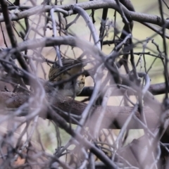 Pyrrholaemus sagittatus at Tennent, ACT - 26 Mar 2021