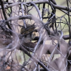 Pyrrholaemus sagittatus at Tennent, ACT - 26 Mar 2021